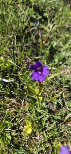 "Pinguicula grandiflora" known as Large-flowered butterwort.